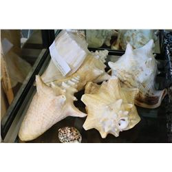 LOT OF CONCH SHELLS