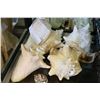 Image 1 : LOT OF CONCH SHELLS