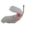 Image 2 : Underworld: Awakening Crime Scene Victim (David Cook) Teeth Appliance Movie Props