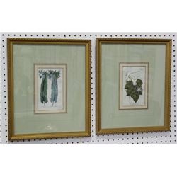 2 Antique Hand Colored Etchings of Plants