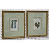 Image 1 : 2 Antique Hand Colored Etchings of Plants
