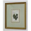Image 2 : 2 Antique Hand Colored Etchings of Plants