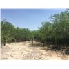 Image 5 : SEIZED REAL ESTATE - 5.19 AC W/ MOBILE HOME IN HIDALGO COUNTY