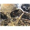 Image 8 : Natural Rare Septarian Ammonite  Rock Specimen