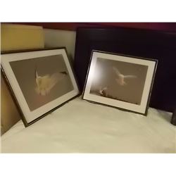 FRAMED PRINT - SOARING SEA GULL - 2 TTL