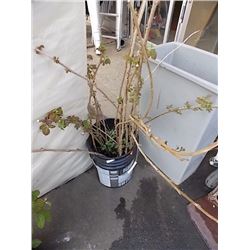 BUCKET OF LIVE PLANTS - ROSES OR RASPBERRIES??