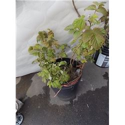 BUCKET OF LIVE PLANTS - ROSES OR RASPBERRIES??