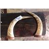 Image 2 : PAIR OF CARVED BULL HORNS