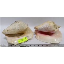 PAIR OF CONCH SHELLS