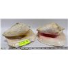 Image 1 : PAIR OF CONCH SHELLS