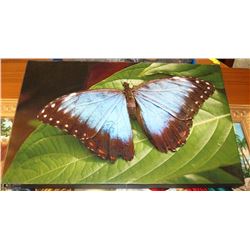 BUTTERFLY CANVAS PRINT