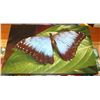 Image 1 : BUTTERFLY CANVAS PRINT