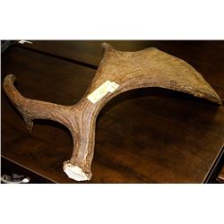 LARGE SHED MOOSE ANTLER