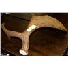Image 1 : LARGE SHED MOOSE ANTLER