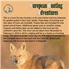 Image 1 : Safari Art Golden Jackal