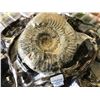 Image 2 : Natural Rare Septarian Ammonite  Rock Specimen