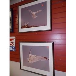 FRAMED PRINT - SOARING SEA GULL - 2 TTL