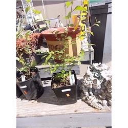 LIVE PLANT - KWANZAN CHERRY