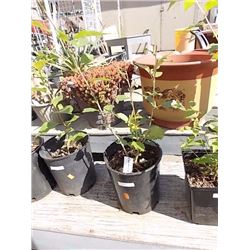 LIVE PLANT - KWANZAN CHERRY