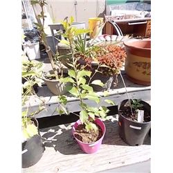 LIVE PLANT - KWANZAN CHERRY