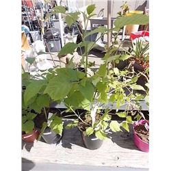 LIVE PLANT -RASPBERRY