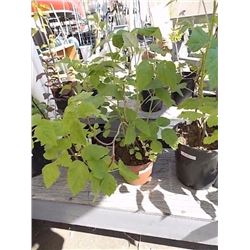 LIVE PLANT -RASPBERRY