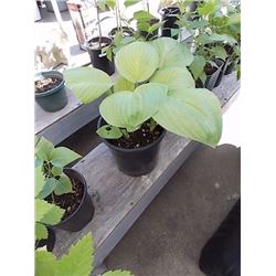 LIVE PLANT - LARGE LEAF PLANT