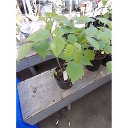 LIVE PLANT - RASPBERRY