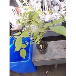 LIVE PLANT - RASPBERRY