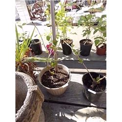 LIVE PLANT -HYDRANGEA