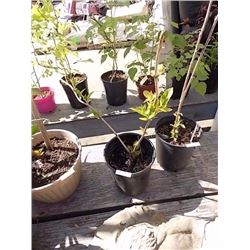 LIVE PLANT - HYDRANGEA