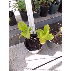 LIVE PLANT - HYDRANGEA