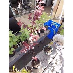 LIVE PLANT - RED LEAF PLANT