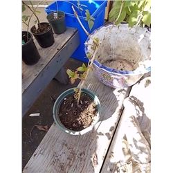 LIVE PLANT - HYDRANGEA