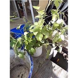 LIVE PLANT - RASPBERRY