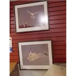 FRAMED PRINT - SOARING SEA GULL - 2 TTL