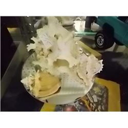 SHELLS - 3 TTL