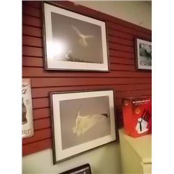 FRAMED PRINT - SOARING SEA GULL - 2 TTL