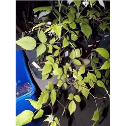 LIVE PLANT - RASPBERRY