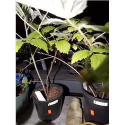 LIVE PLANT - RASPBERRY