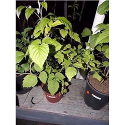 LIVE PLANT -RASPBERRY