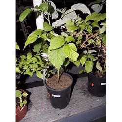 LIVE PLANT -RASPBERRY