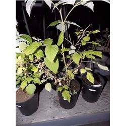 LIVE PLANT -RASPBERRY