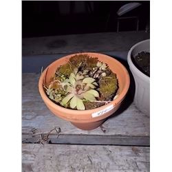LIVE PLANTS - HENS & CHICKS IN TERRA COTTA POT