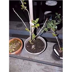 LIVE PLANT - HYDRANGEA