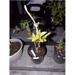 LIVE PLANT - HYDRANGEA