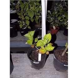 LIVE PLANT -HYDRANGEA