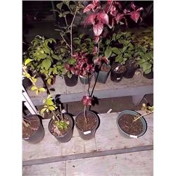 LIVE PLANT - RED LEAF PLANT