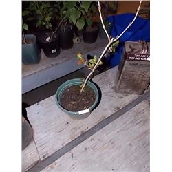 LIVE PLANT - HYDRANGEA