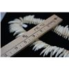 Image 21 : Tooth Necklace w/Braided Cord Tie, 20" Length, Period Reproduction